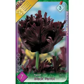 Black Parrot tulipán virághagyma 