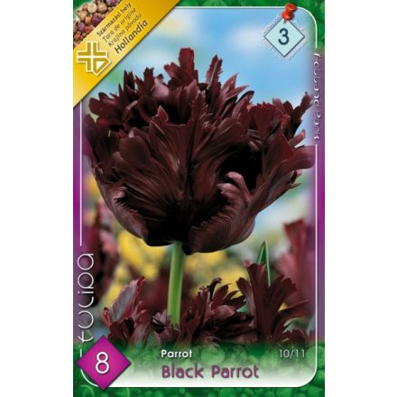 Black Parrot tulipán virághagyma 