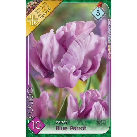 Blue Parrot tulipán virághagyma
