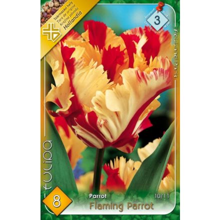 Flaming Parrot tulipán virághagyma 