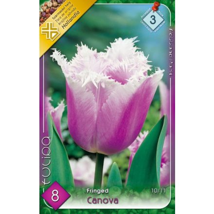 Canova tulipán virághagyma 