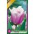 Canova tulipán virághagyma 