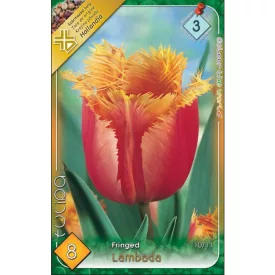 Lambada tulipán virághagyma 