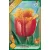 Lambada tulipán virághagyma 