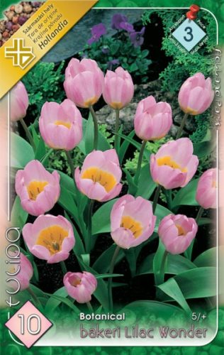 Bakeri Lilac Wonder tulipán virághagyma 