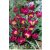 Humilis Violacea törpe tulipán virághagyma