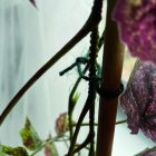 Jute kerti zsineg, 50 m 