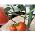 Jute kerti zsineg, 50 m 