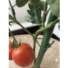 Jute kerti zsineg, 50 m 