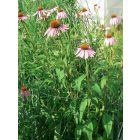 Chelsea félkör támasztó karó, 45 x 100 cm