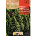 Oregoni hamis ciprus vetőmag