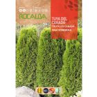 Nyugati tuja vetőmag