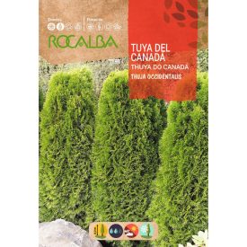 Nyugati tuja vetőmag