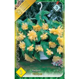 Csüngővirágú begónia virághagyma, sárga