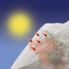 Tomatex paradicsom takaró szövet, 0,6 m x 10 m