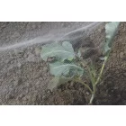 Biocontrol növénytakaró háló rovarok, kártevők ellen