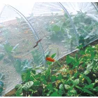 Biocontrol növénytakaró háló rovarok, kártevők ellen