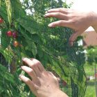 Pronet hurkolt védőháló, 5 m x 6 m, zöld