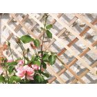 Trelliwood fa térelválasztó, apácarács, 1 x 2 m 