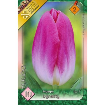 Dynasty tulipán virághagyma