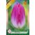 Dynasty tulipán virághagyma