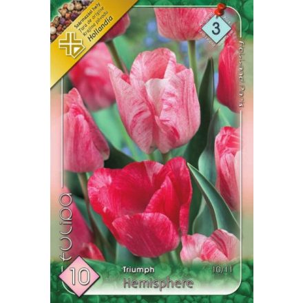 Hemisphere tulipán virághagyma 