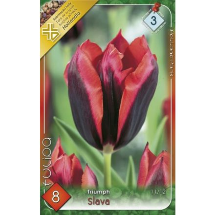 Slawa (Slava) tulipán virághagyma  
