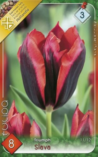 Slawa (Slava) tulipán virághagyma  
