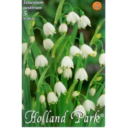 Nyári tőzike (Leucojum aestivum) virághagyma