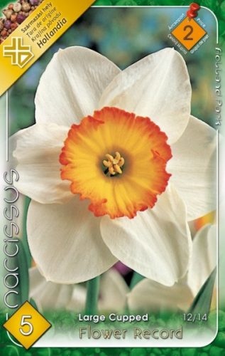Flower Record nárcisz virághagyma 