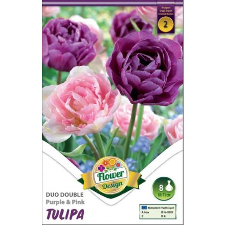 Duo teltvirágú tulipán virághagyma, lila-rózsaszín 