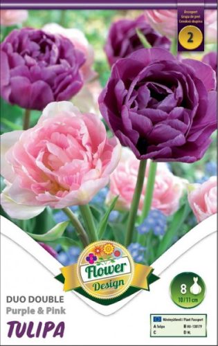 Duo teltvirágú tulipán virághagyma, lila-rózsaszín 