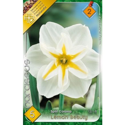Lemon beauty nárcisz virághagyma