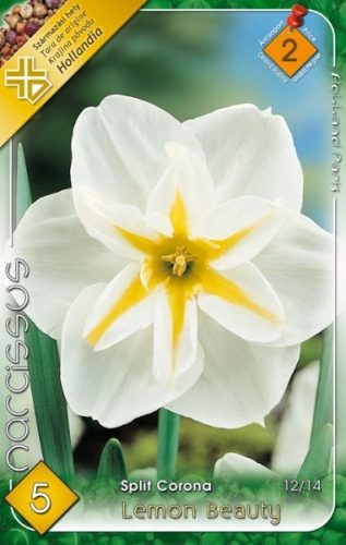 Lemon beauty nárcisz virághagyma, fehér