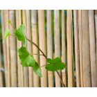 Bamboocane hasított bambuszfonat, 1 m x 5 m