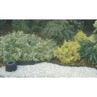 Selfix Bordura ágyásszegély