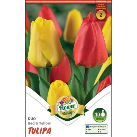 Duo tulipán virághagyma, piros-sárga 