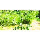 Tomato Spiral Epoxy spirál alakú paradicsomkaró, epoxigyantával bevont, 1,7 m