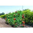 Tomato Spiral Epoxy spirál alakú paradicsomkaró, epoxigyantával bevont, 1,7 m