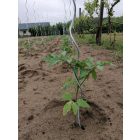 Tomato Spiral spirál alakú paradicsomkaró, 1,8 m