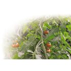 Tomato Spiral spirál alakú paradicsomkaró, 1,8 m