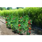 Tomato Spiral spirál alakú paradicsomkaró, 1,8 m