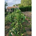 Tomato Spiral spirál alakú paradicsomkaró, 1,8 m