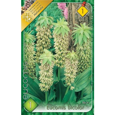 Eucomis bicolor kétszínű üstökliliom virághagyma