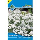 Évelő fátyolvirág vetőmag, 0,3 g