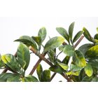 Willgreen fűzfa apácarács díszlevelekkel, 1 m x 2 m 