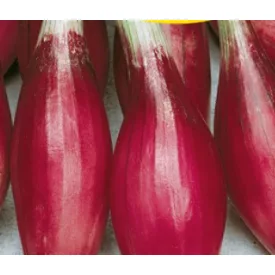 Rosa lunga lila sonkahagyma vetőmag, 50 g