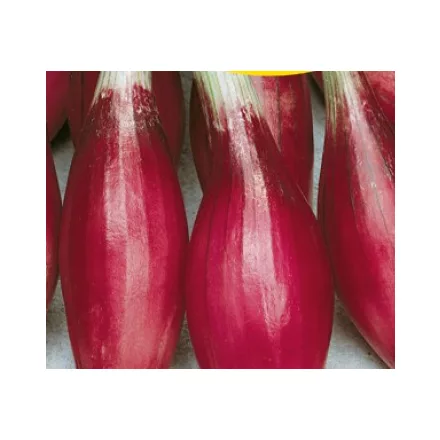 Rosa lunga lila sonkahagyma vetőmag, 50 g