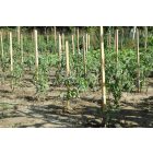 Acacia akáckaró, 25 x 25 x 1700 mm