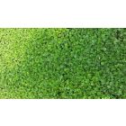 Barenbrug Dichondra zöld szőnyeg vetőmag, 500 g